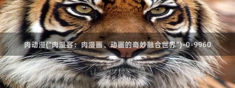 布丁动漫